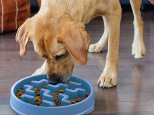 Fun Feeder Slo-Bowl - Slow Feed Dog Bowl - blue large - dog