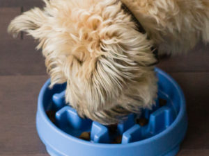 Fun Feeder Slo-Bowl - Slow Feed Dog Bowl - blue small - dog