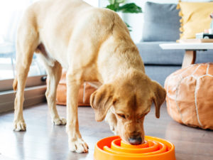 Fun Feeder Slo-Bowl - Slow Feed Dog Bowl - orange large - dog