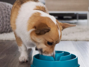 Fun Feeder Slo-Bowl - Slow Feed Dog Bowl - teal small - dog