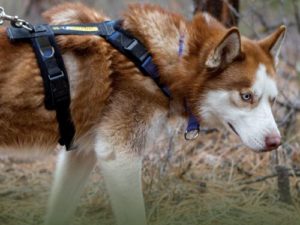 Urban Trail Adjustable Dog Harness